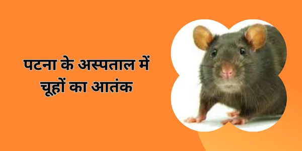 पटना-के-अस्पताल-में-चूहों-का-आतंक